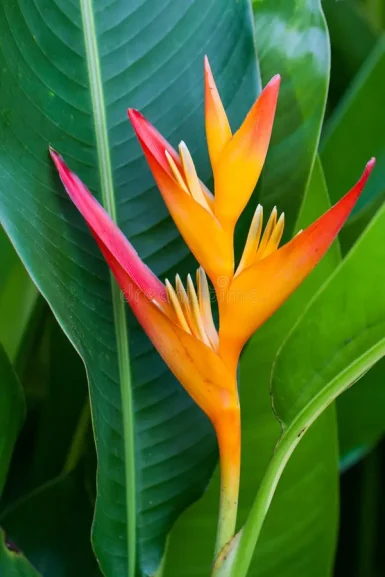 flor-tropical-heliconia-45010006
